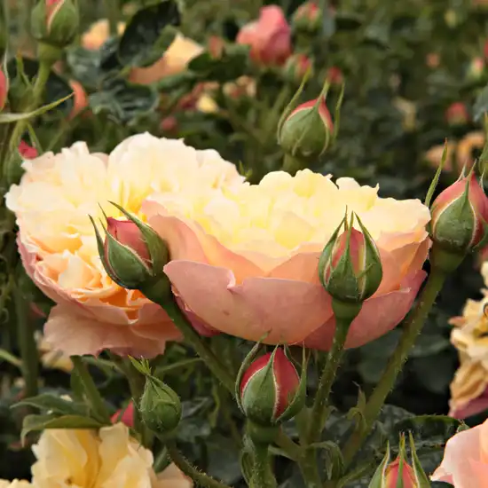 Rosa Natalija™ - portocaliu - trandafir nostalgic